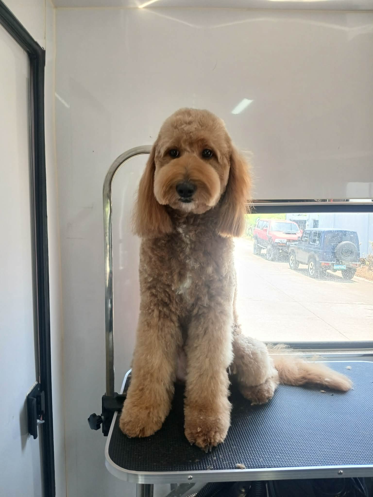 Groomed Poodle