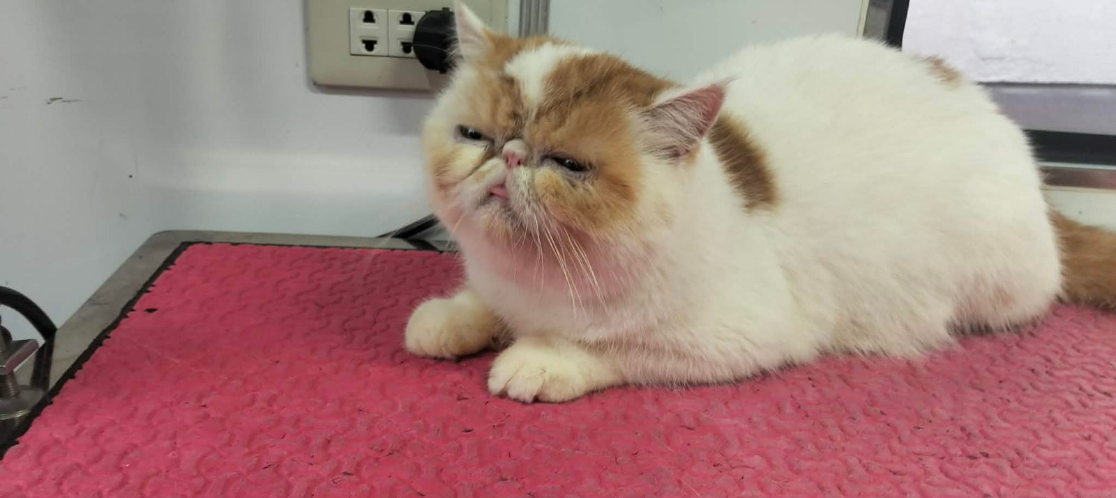 Groomed Persian Cat