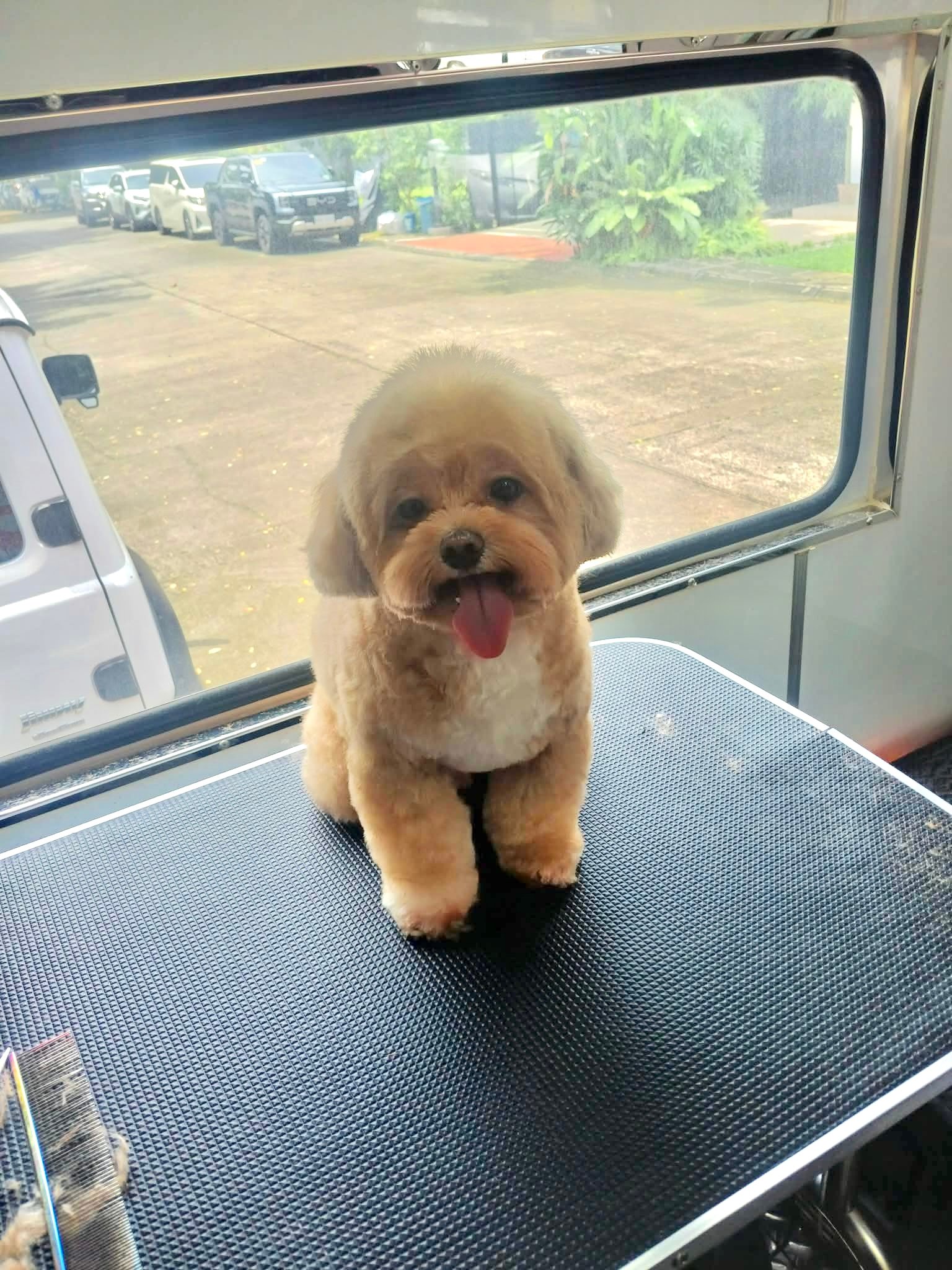 Groomed Pet